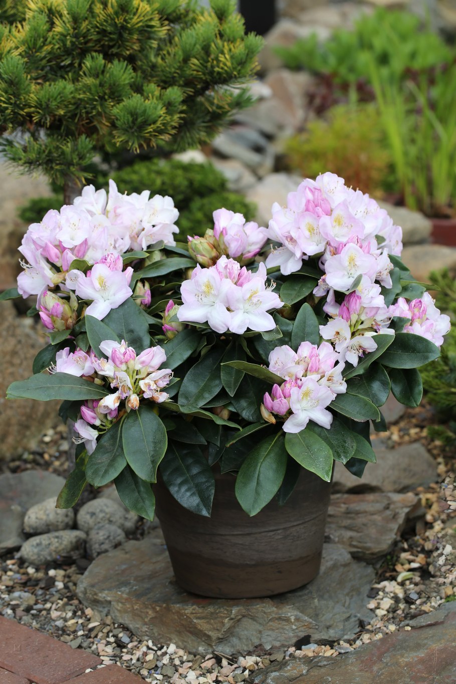 Рододендрон гибридный бузуки