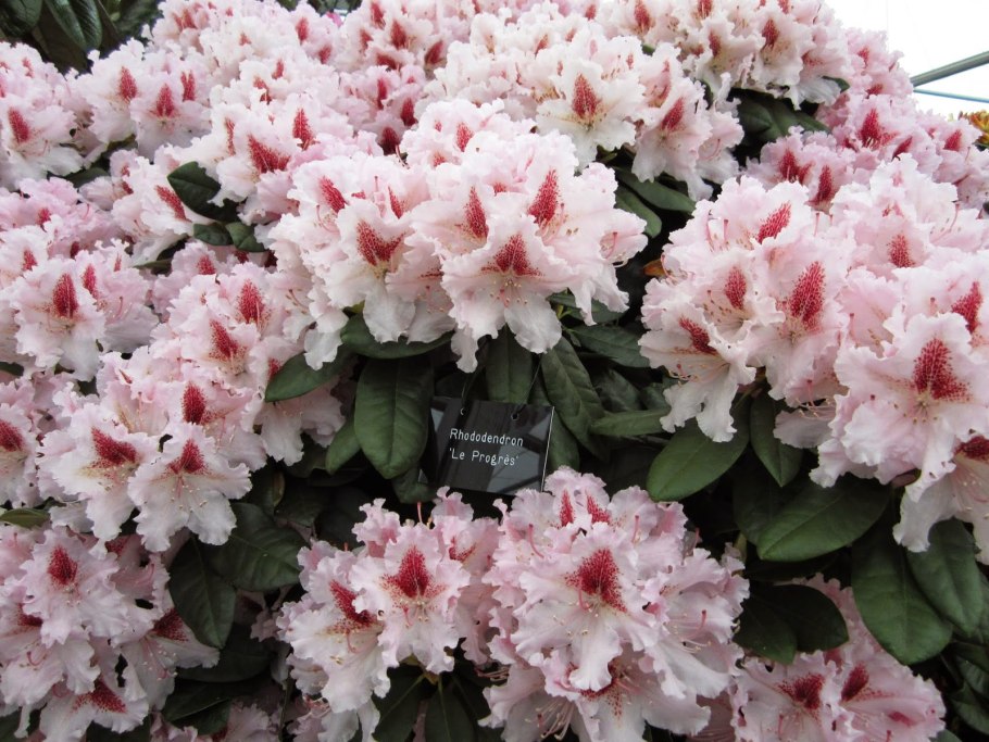 Рододендрон Sternzauber (Штернцаубер)