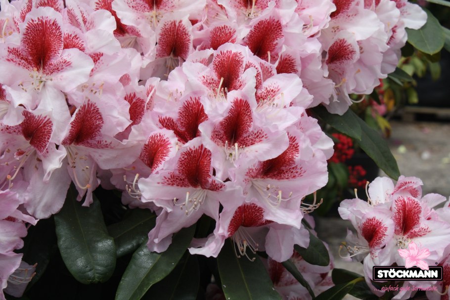 Дунайский рододендрон