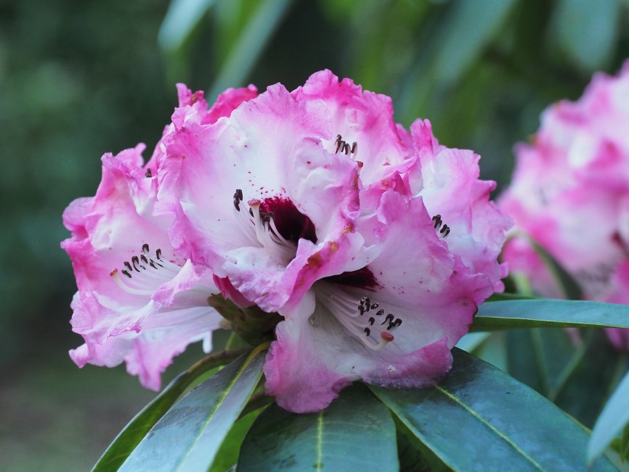 Рододендрон гибридный