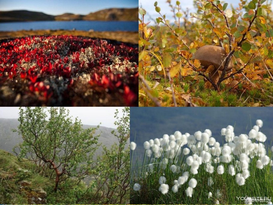 Растения тундры Морошка