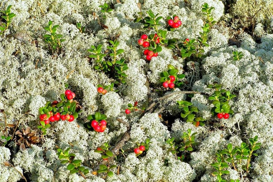 Флора лесотундры