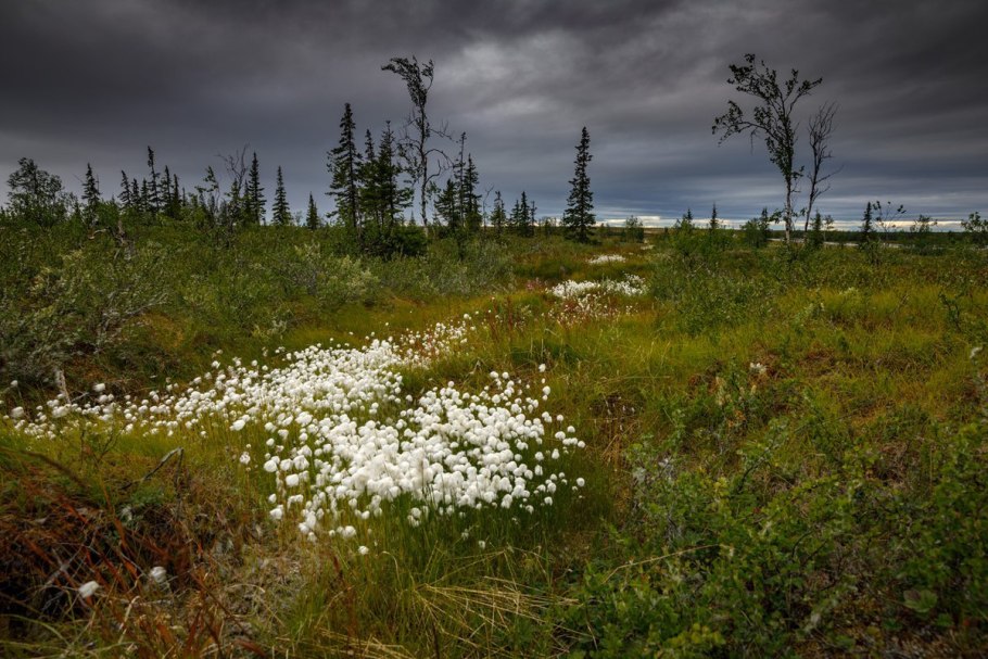 Земля Франца Иосифа растительность