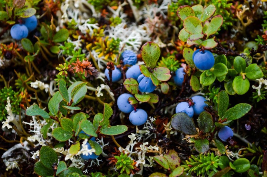 Кладония ягель