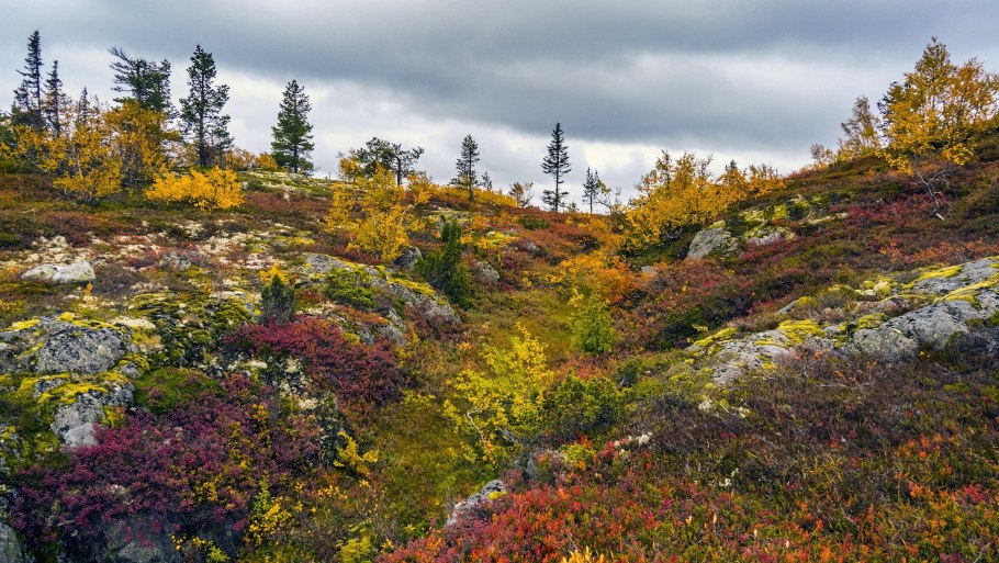 Морошка Кольский полуостров