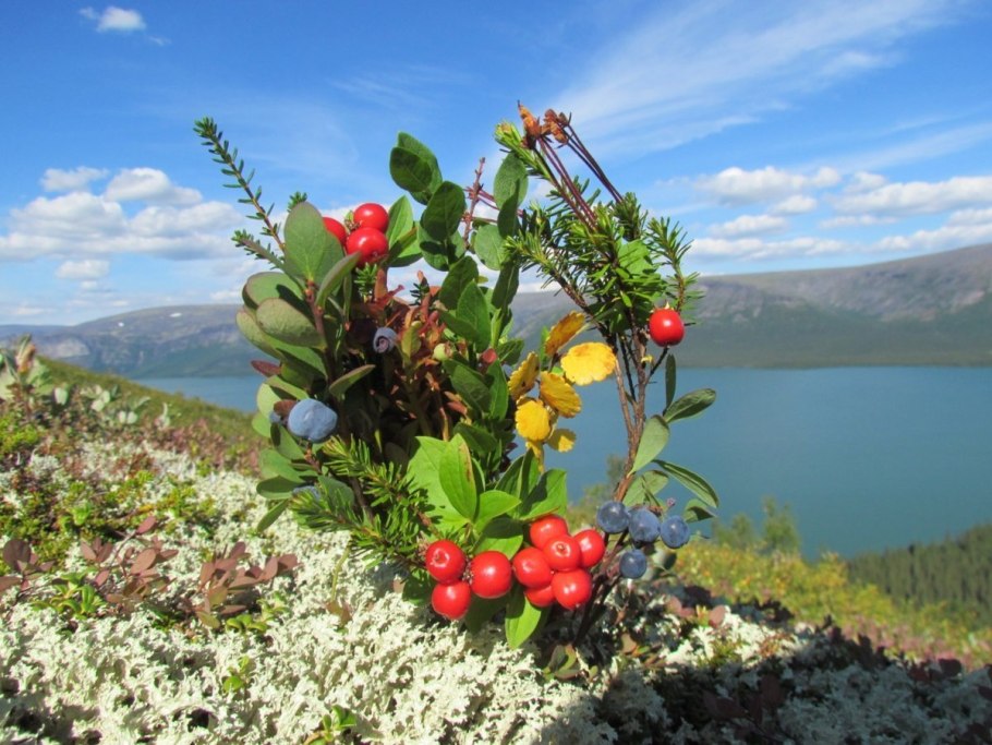 Ягель в тундре