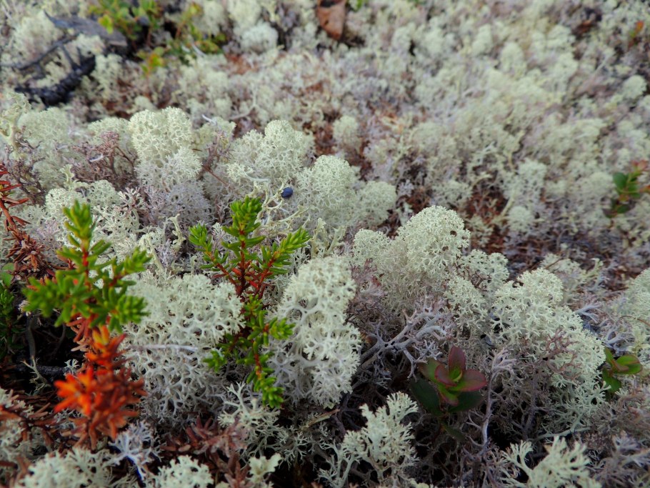 Камнеломка Арктическая