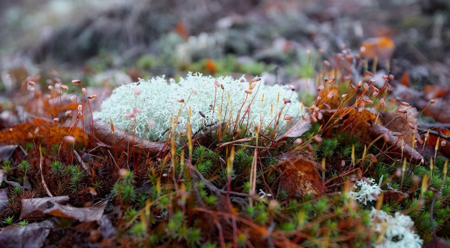 Заповедник остров Врангеля растения