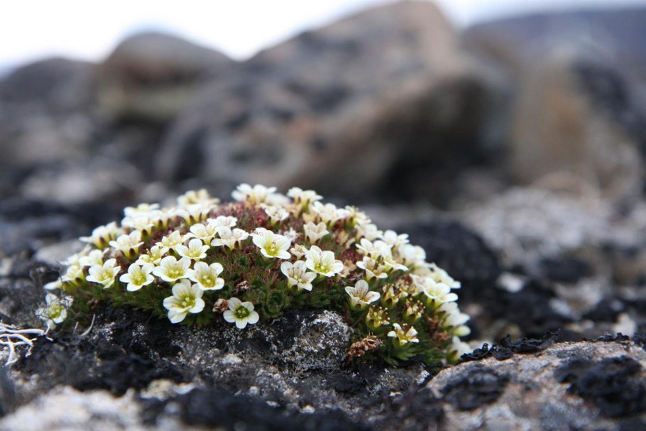 Кладония Оленья Cladonia rangiferina