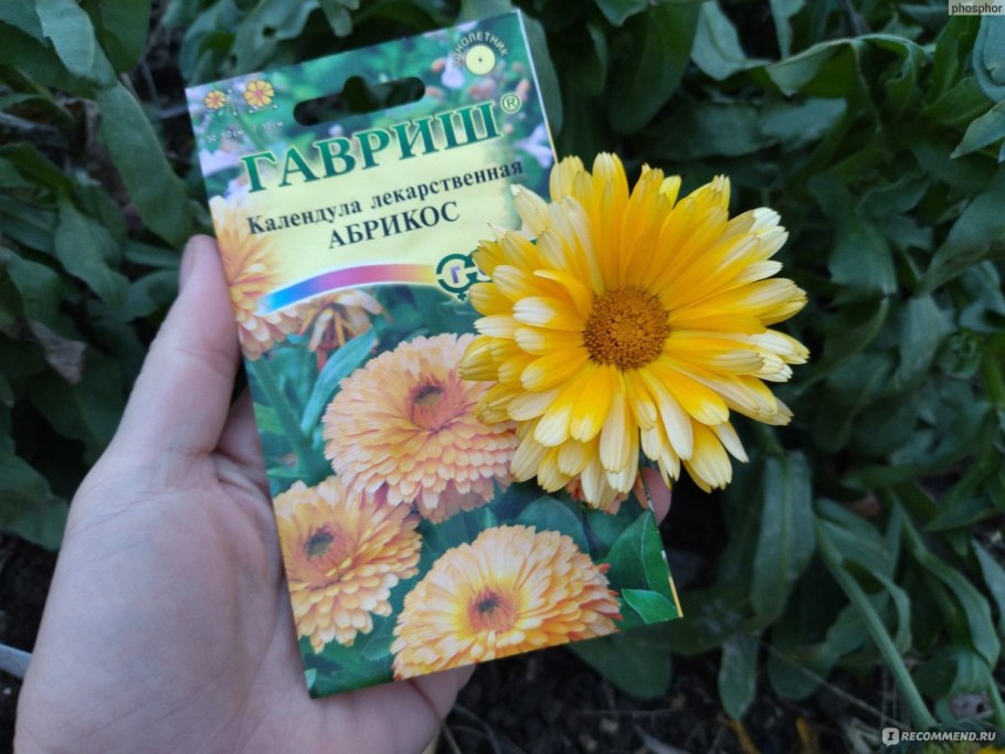 Семена многолетней календулы