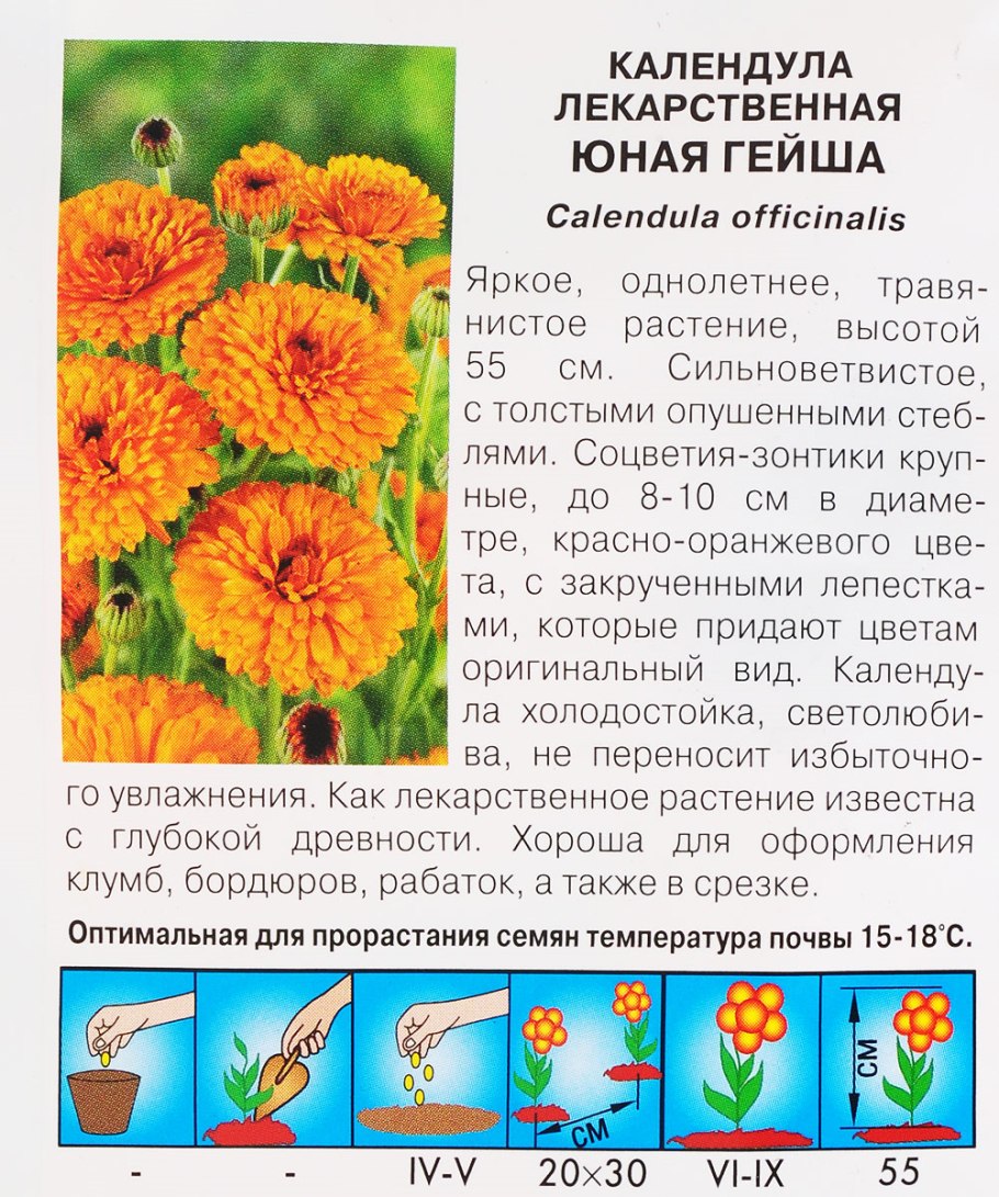 Календула описание