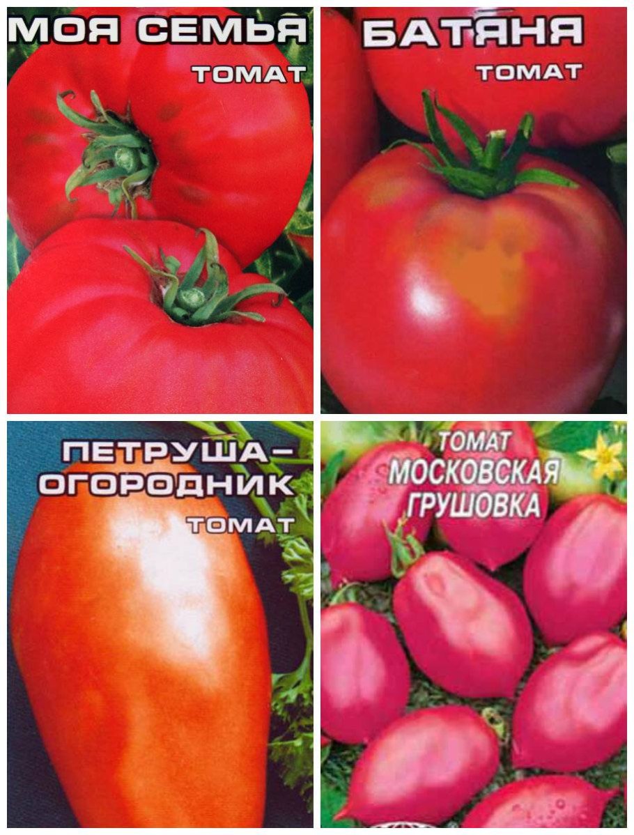 Сорт томатов мерин