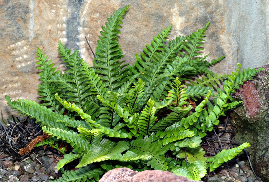 Папоротник Osmunda regalis