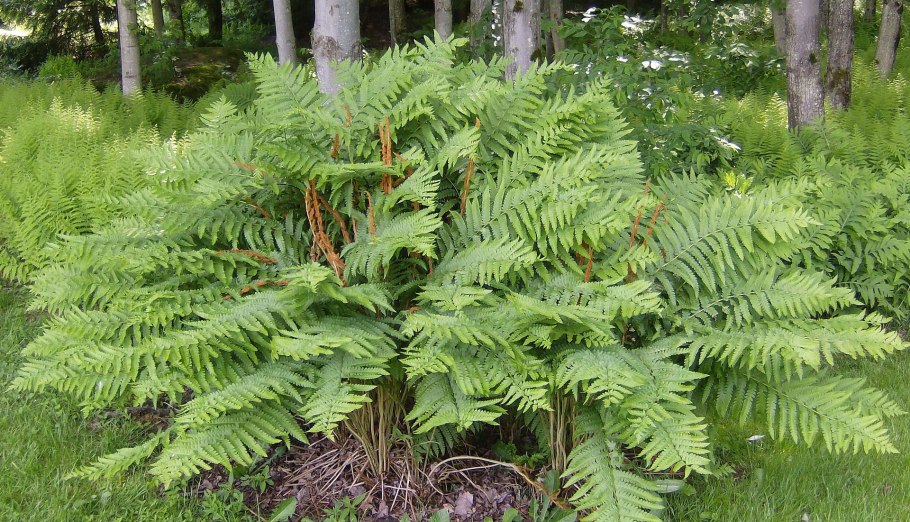 Бисерный папоротник (Onoclea sensibilis) Ботаническая иллюстрация
