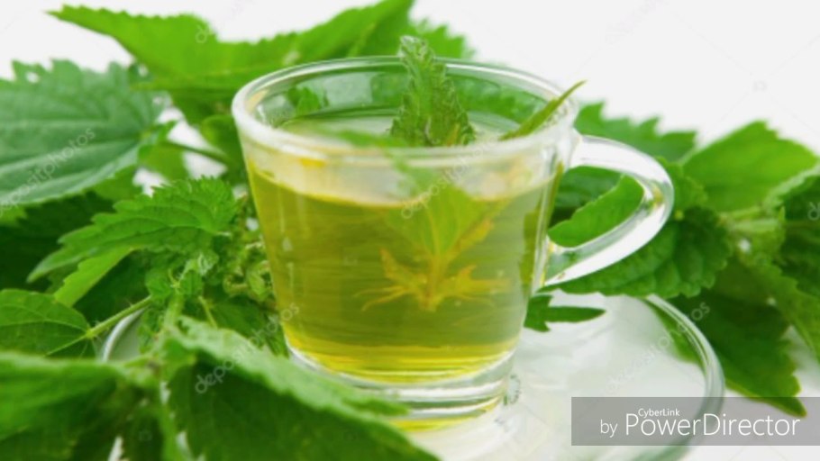 Крапива двудомная чай