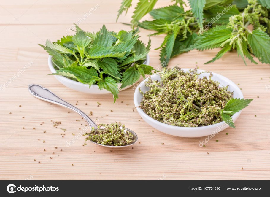 Чой крапива