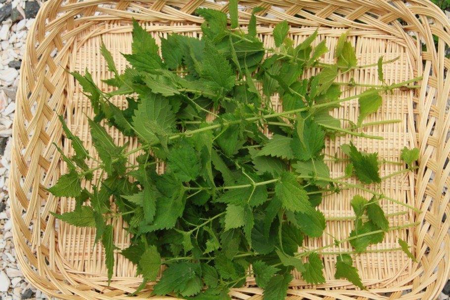 Крапива двудомная отвар