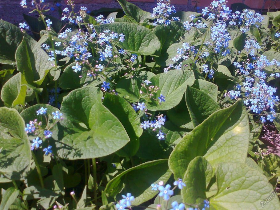 Бруннера Сибирская Brunnera sibirica