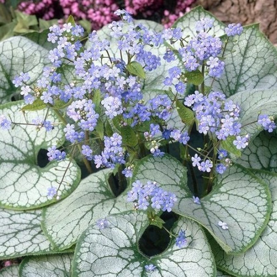 Бруннера джек фрост