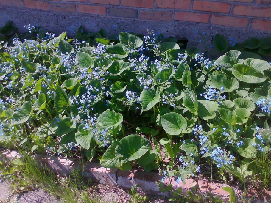 Бруннера крупнолистная