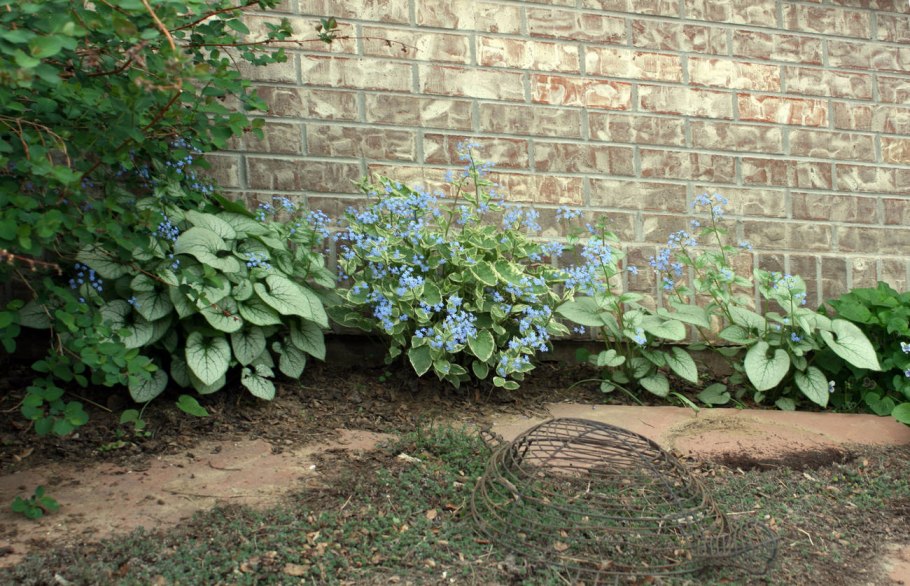 Незабудка Садовая Бруннера крупнолистная