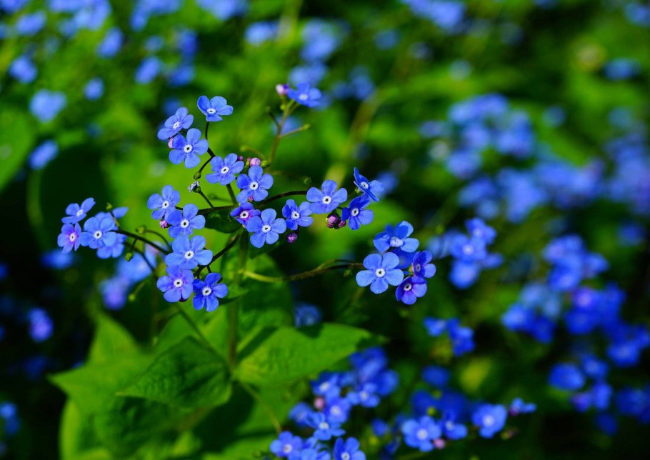 Бруннера macrophylla