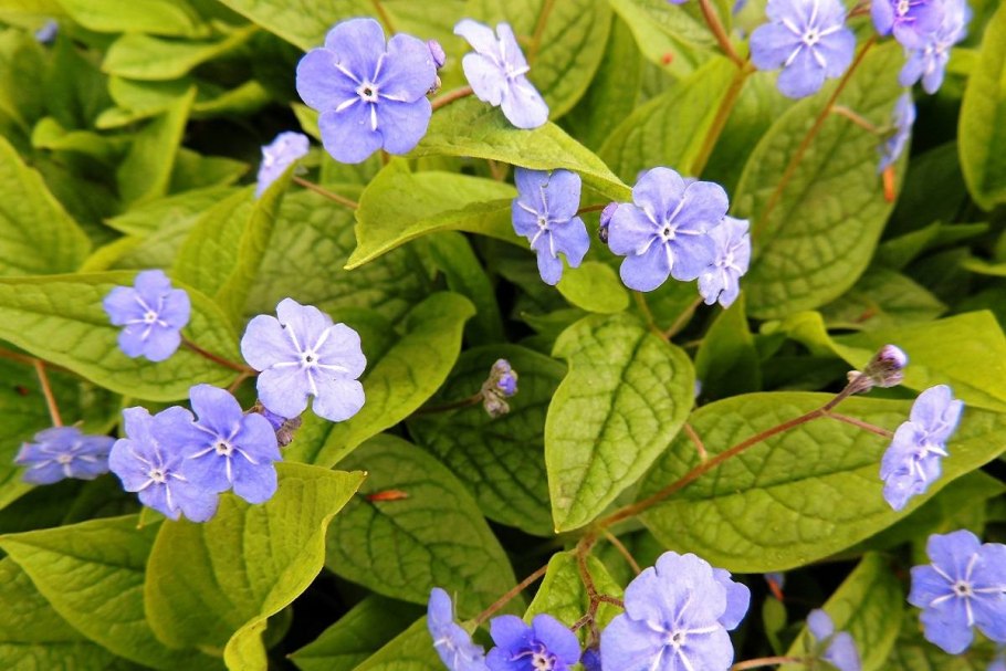 Бруннера крупнолистная variegata