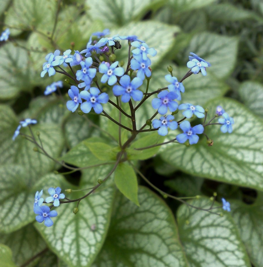 Brunnera Stev. (Бруннера