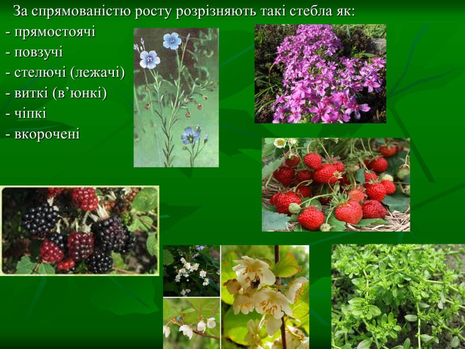 Розоцветные шиповник