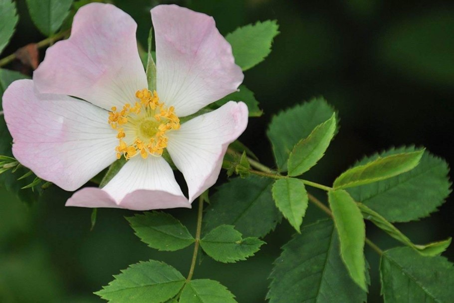 Rosa Canina роза