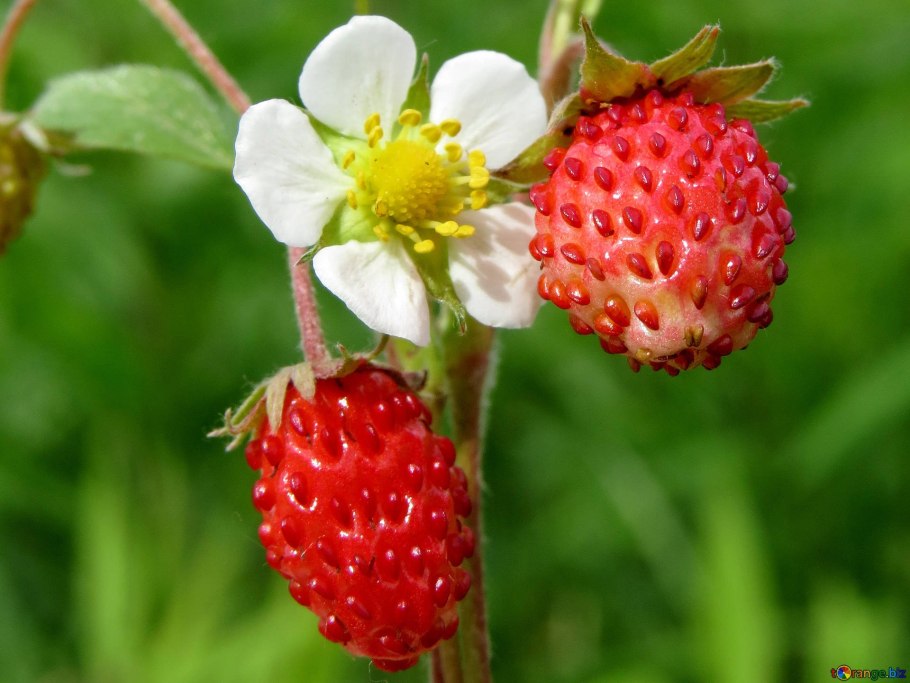 Rosaceae Розоцветные