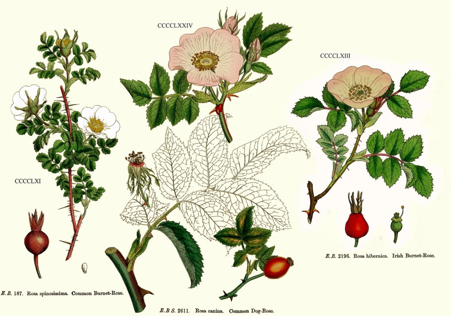 Шиповник собачий — Rosa Canina l.