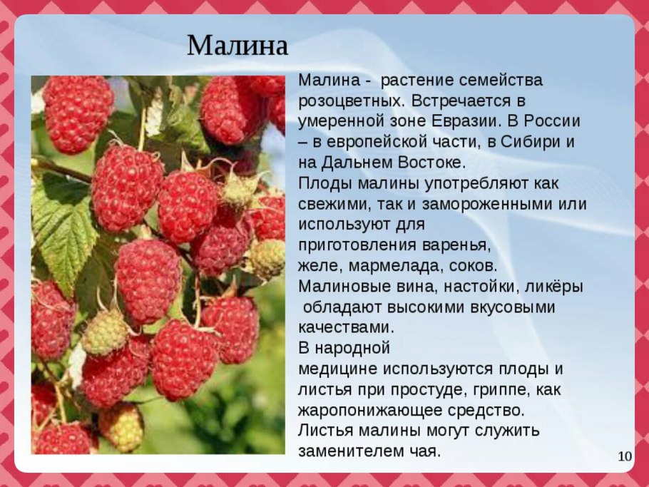 Отдел Покрытосеменные цветковые растения