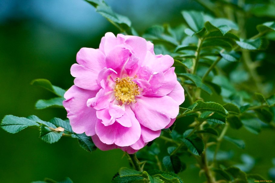 Шиповник полевой