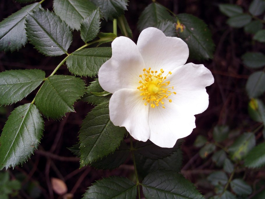 Rosa foliolosa