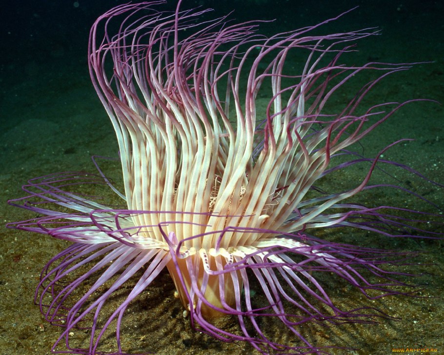Актинии и морские лилии