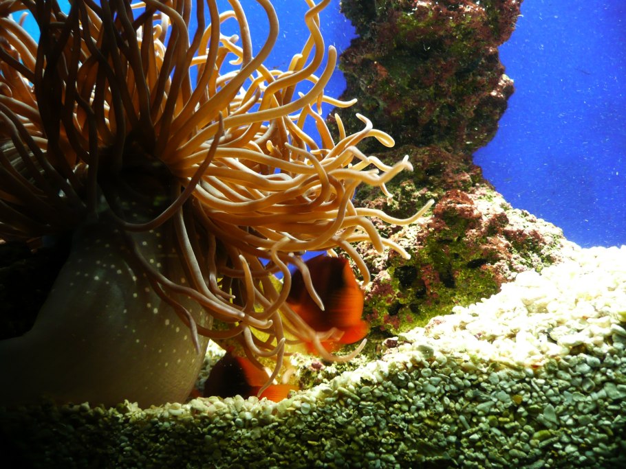 Актинии Барьерный риф