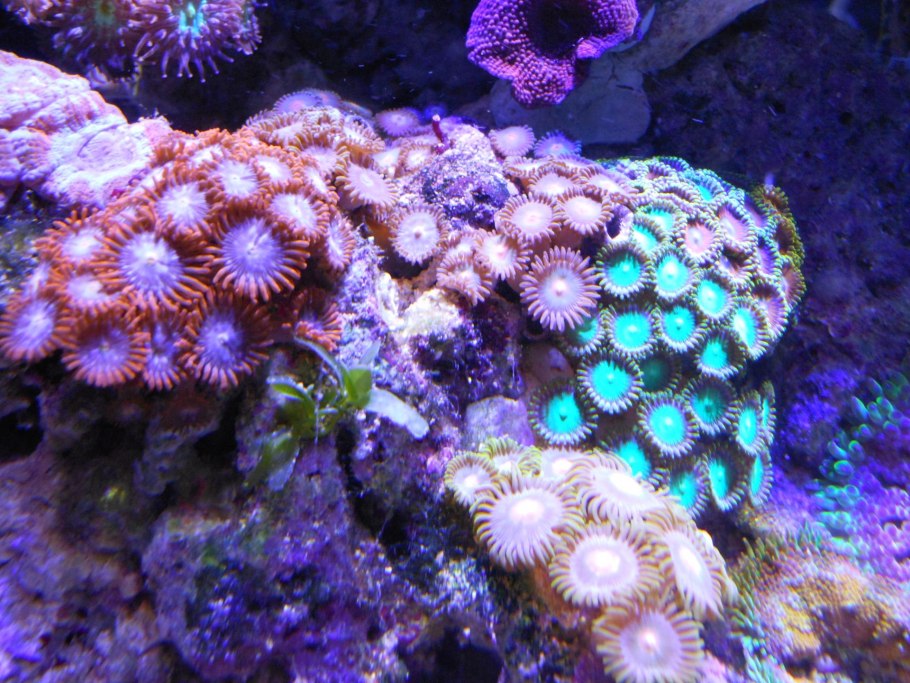 Коралл актиния