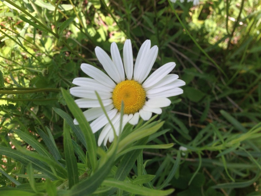 Ромашка Луговая лечебные