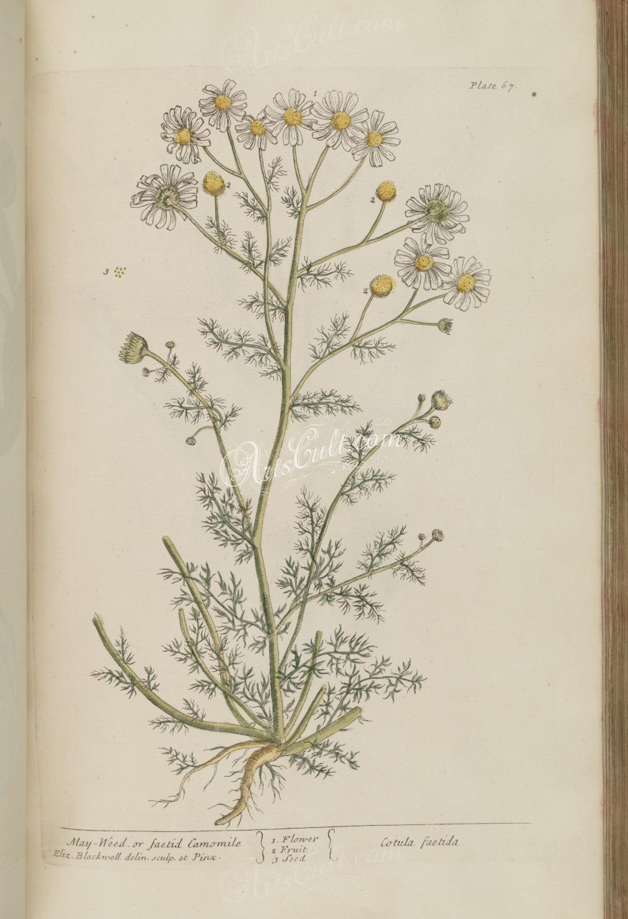 Симметрия цветка ромашки аптечной