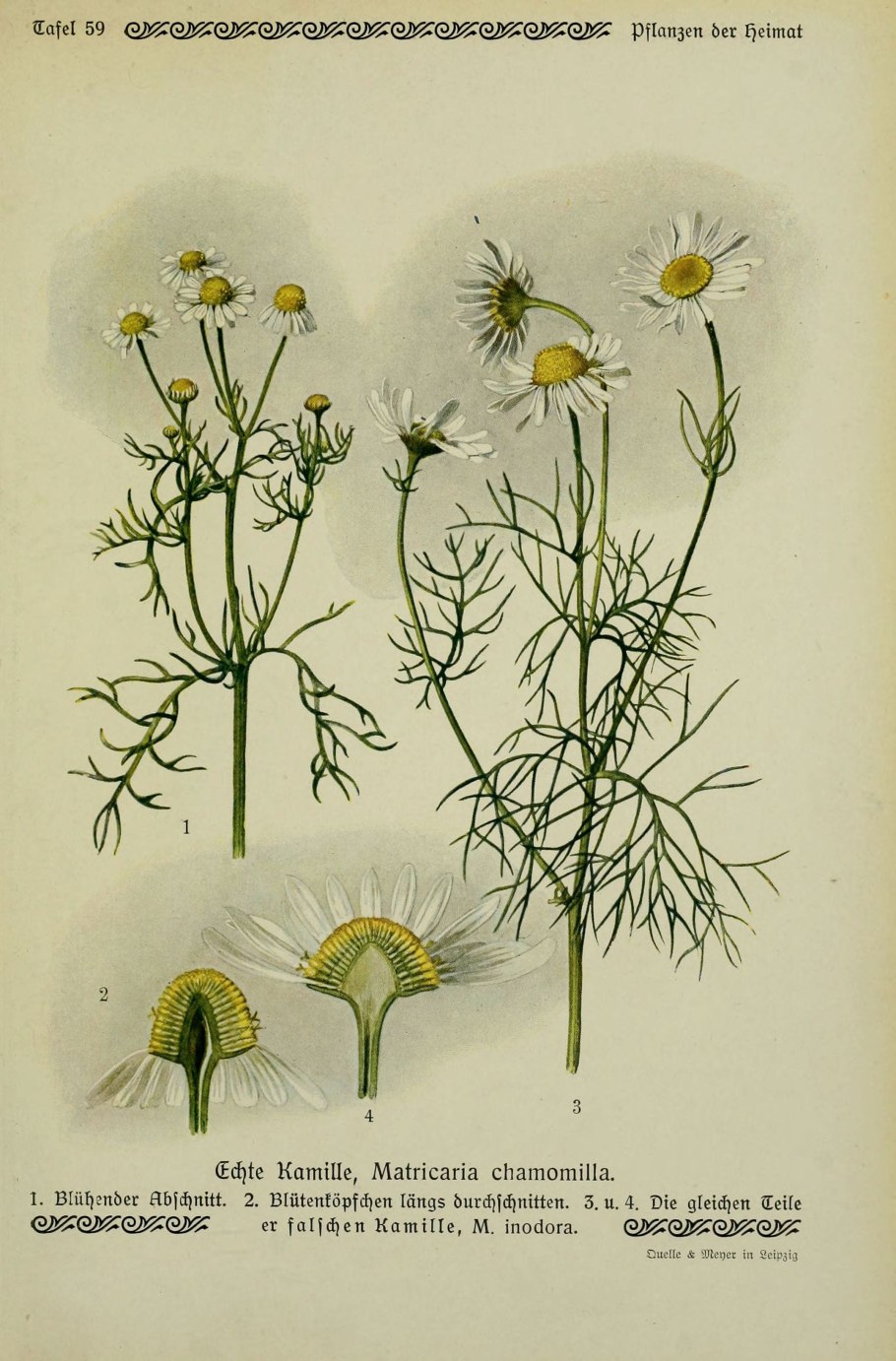 Пупавка красильная