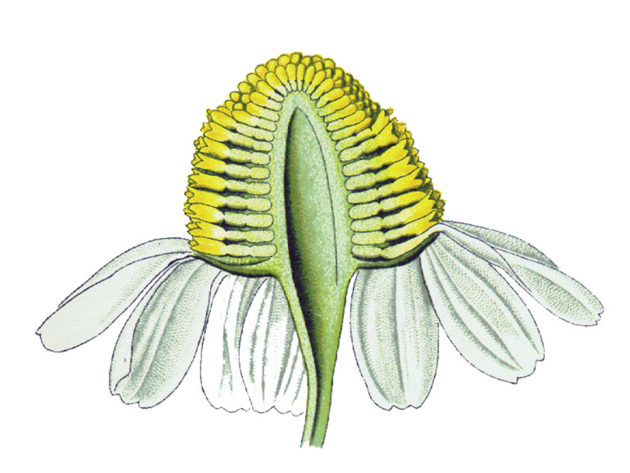 Ромашка аптечная Фармакогнозия