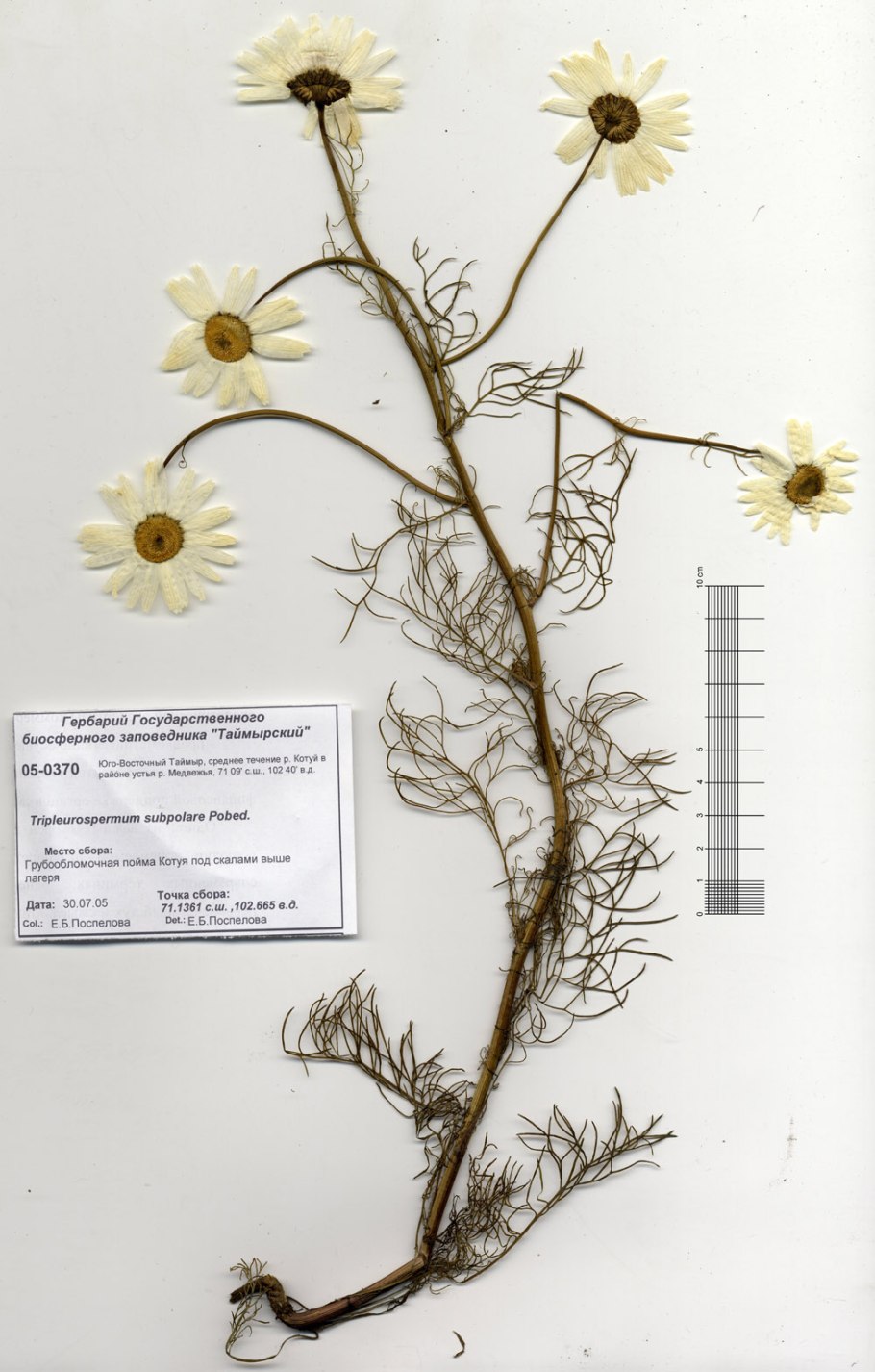 Ромашка аптечная гербарий