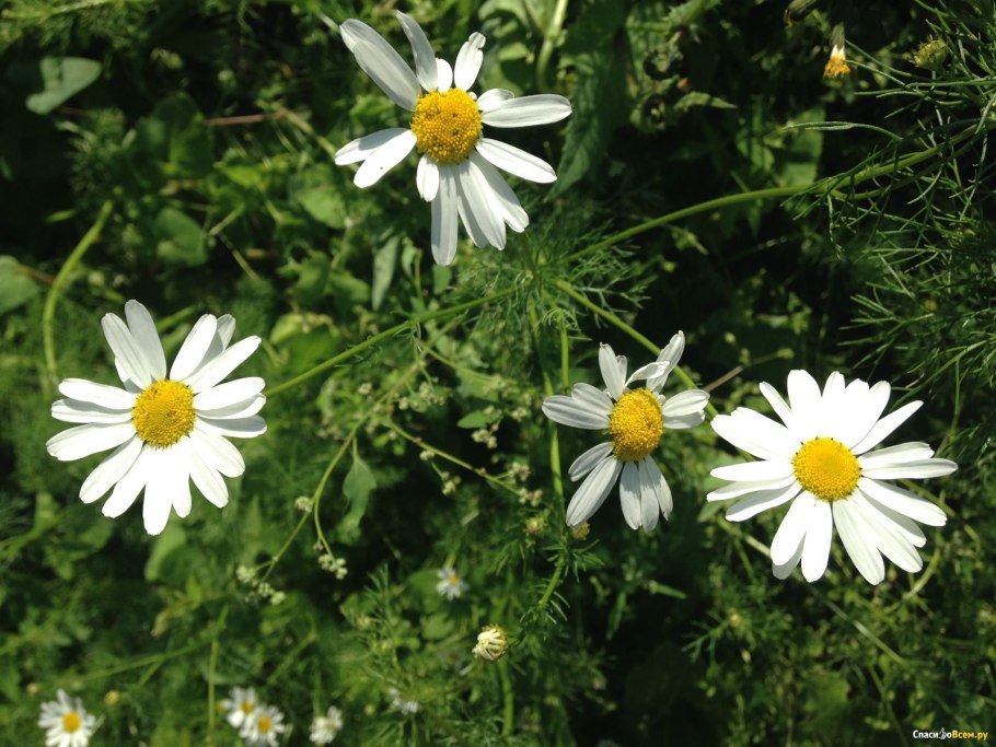 Ромашка аптечная и Трехреберник непахучий