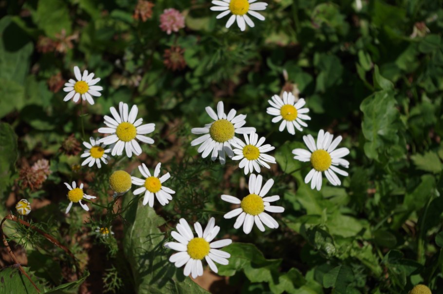 Пупавка собачья Anthemis Cotula