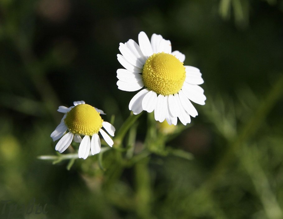 Ромашка аптечная