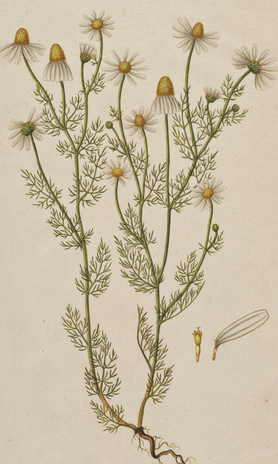 Ромашка аптечная Фармакогнозия