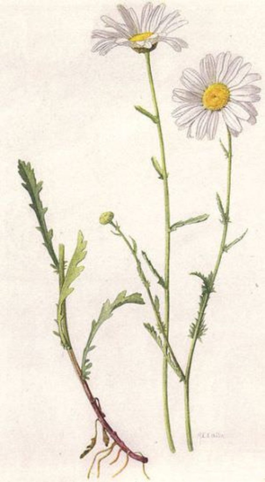 Нивяник обыкновенный