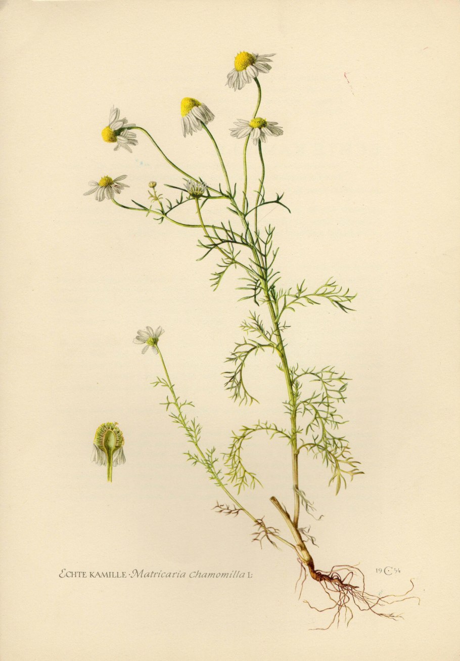 Ромашка лекарственная гербарий