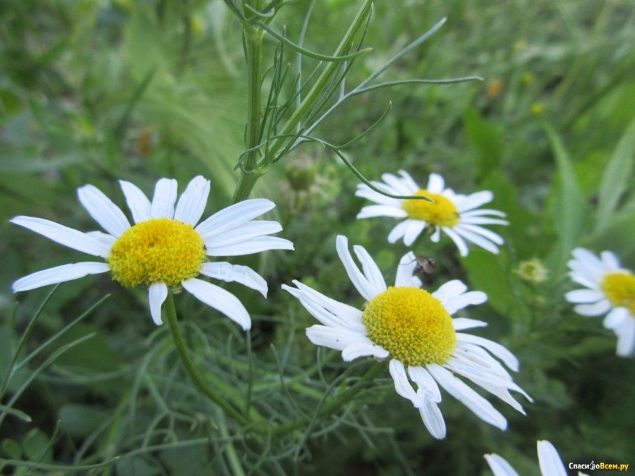Ромашка лекарственные формы